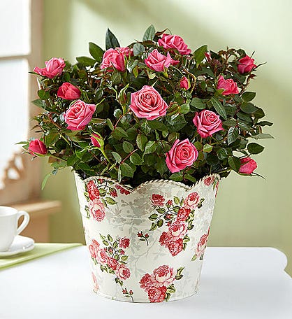 In Loving Memory Classic Rose Plant